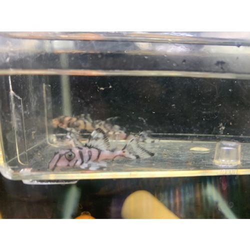 L236 SW juveniles