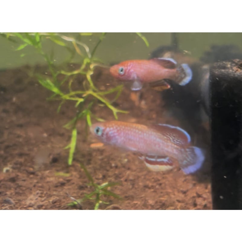 Nothobranchius Polli 'kyembe' 2 weeks spawn