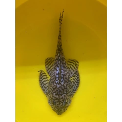 L236 SW adult male