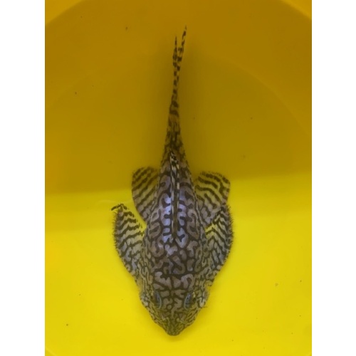 L236 SW Male