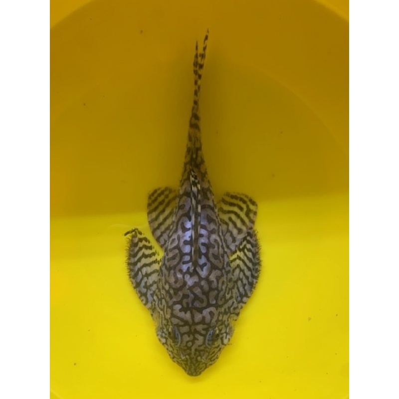 L236 SW Male