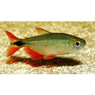 Buenos Aires Tetra