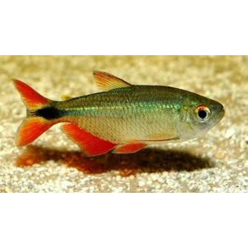 Buenos Aires Tetra