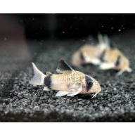 6 Panda Cories