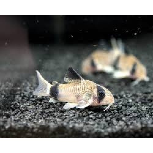 6 Panda Cories