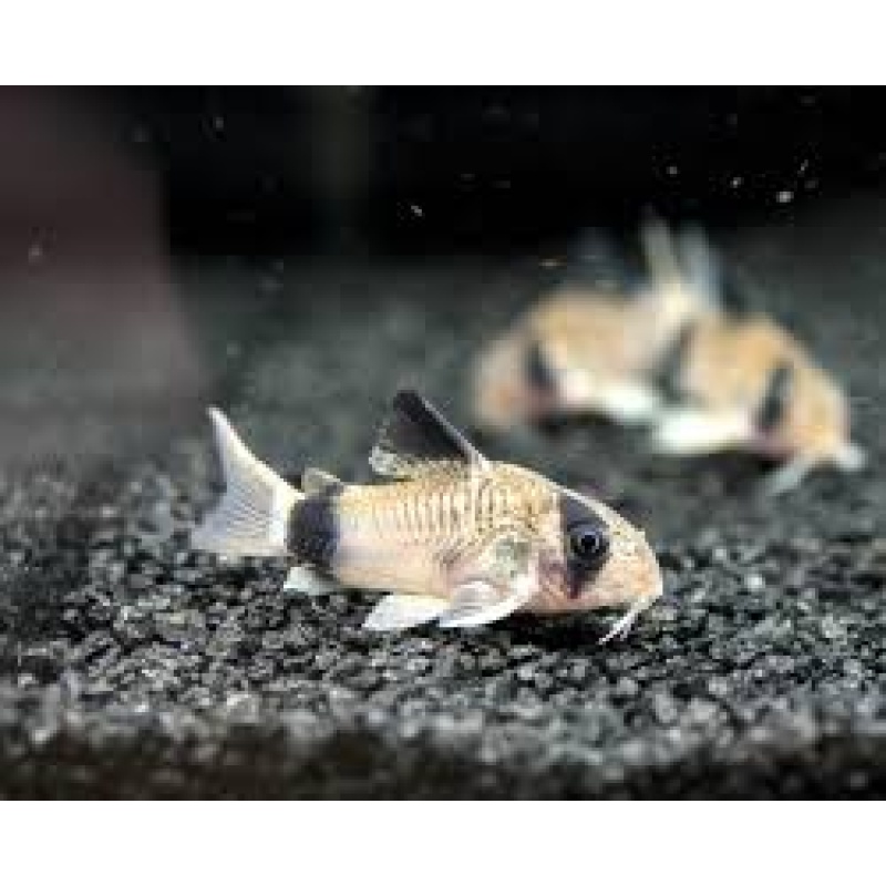 6 Panda Cories