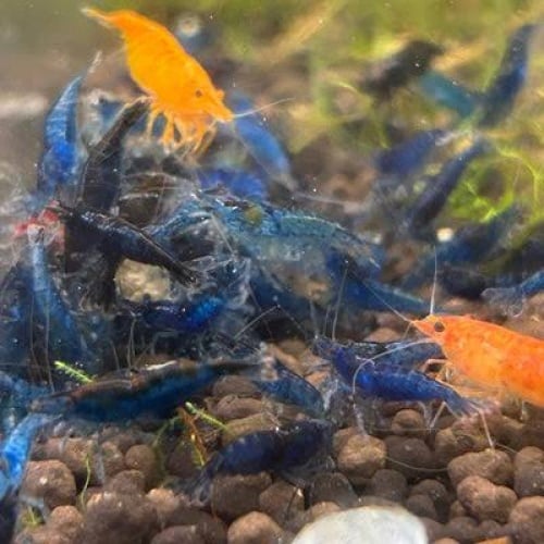 Blue Dream Shrimp CULLS (Neocaridina davidi) 60 +20