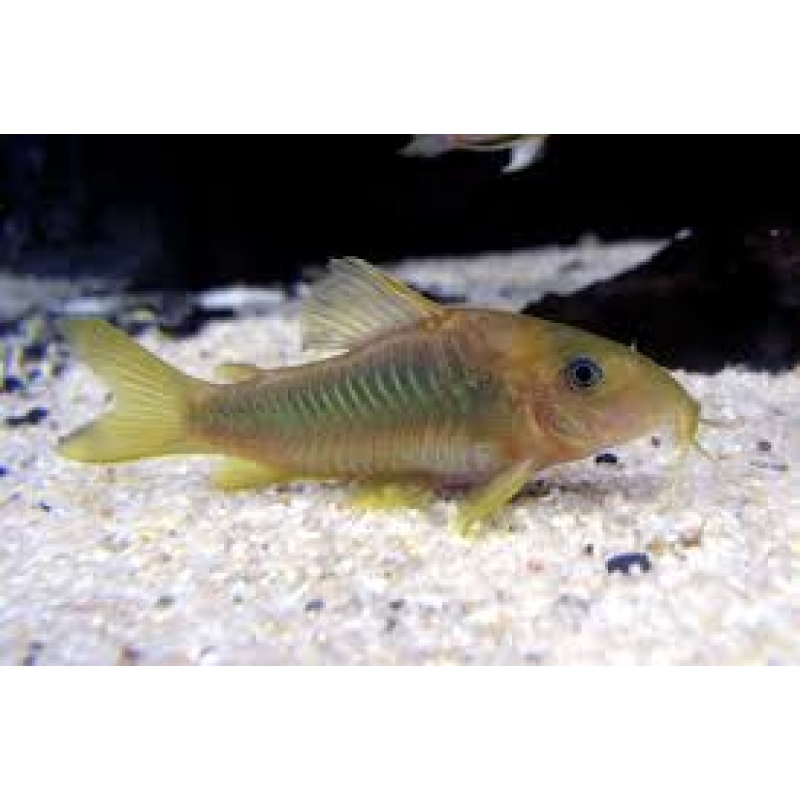 6 Green Cories