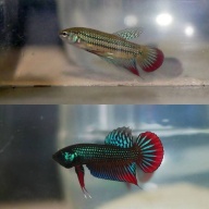 protect from extinction wild betta imbelis pair