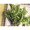 Hygrophila pinnatifida bunches