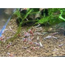Red Fancy Tiger shrimp 20+2+Bonus Items