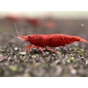 10 (+1 DOA)  Painted Fire Red Shrimp