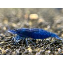 10 (+1 DOA) Blue Diamond Shrimp