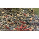 Orange Eye Red Demon Neocaridina shrimp