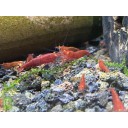 Orange Eye Red Demon Neocaridina shrimp