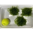 Christmas Moss (snail free) golf ball X3