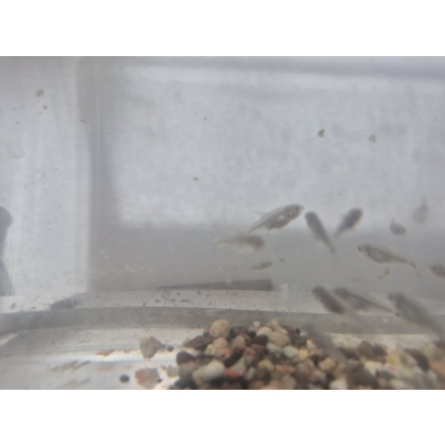 For sale are 8 Mexican Tetras.