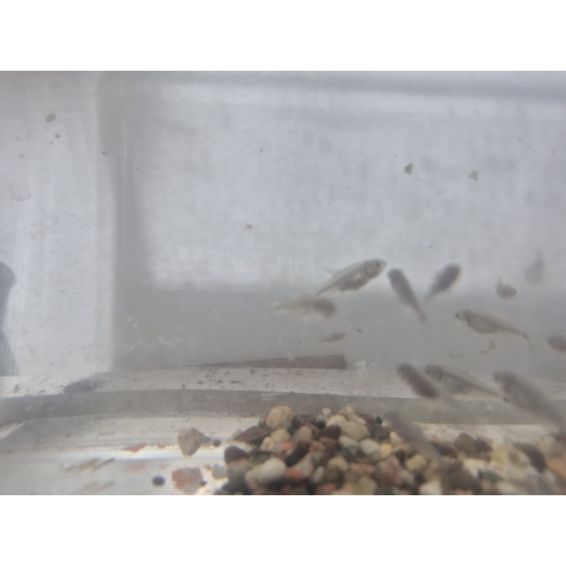 For sale are 8 Mexican Tetras.