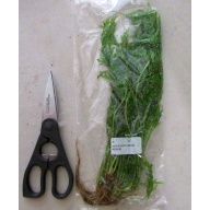 12 bunches, 36 stems Indian Fern Water Sprite