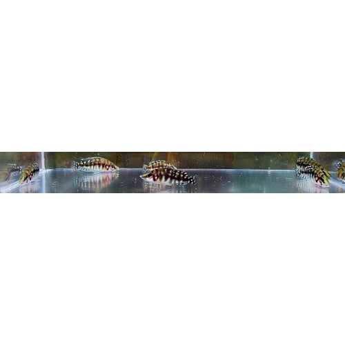 4 ink fin calvus