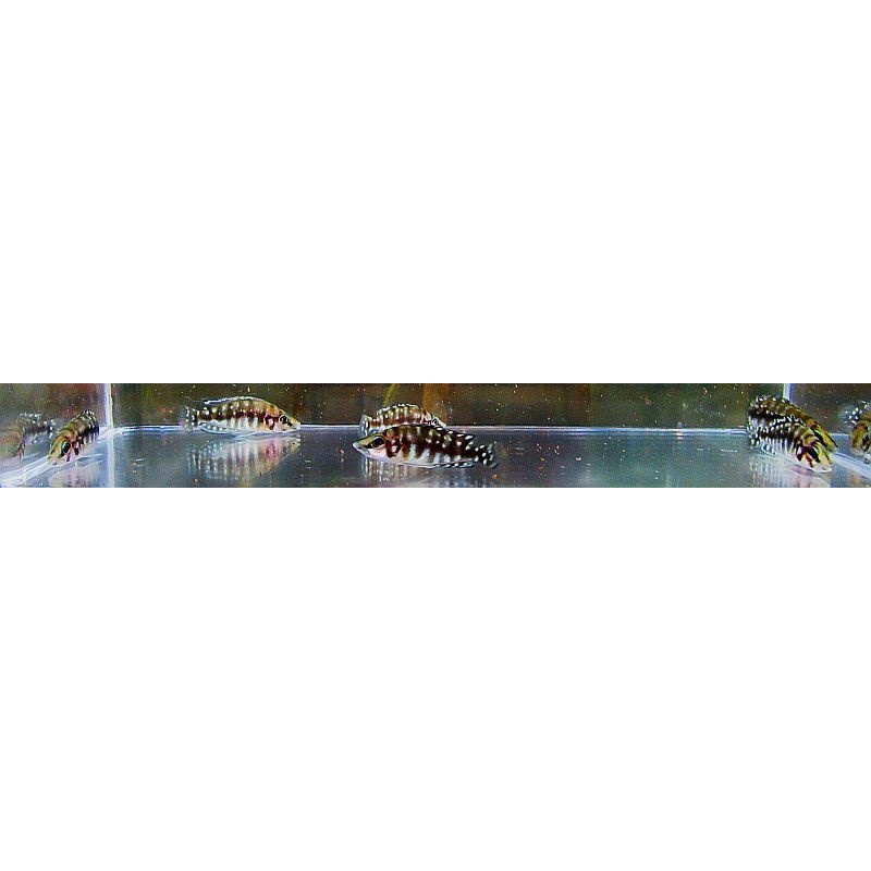 4 ink fin calvus
