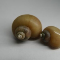 20 ivory mystery snails