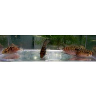 4 jack dempsey cichlids