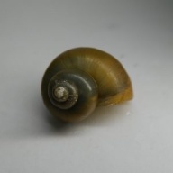 20 jade mystery snails