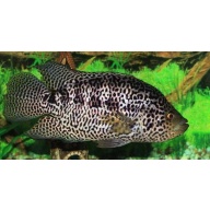 4 jaguar cichlids