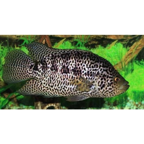 4 jaguar cichlids