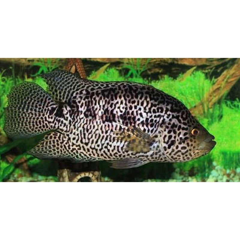4 jaguar cichlids