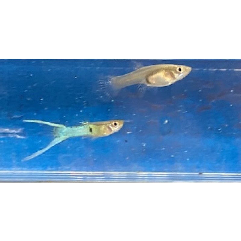 Metallic Blue Japan Lyretail Guppies