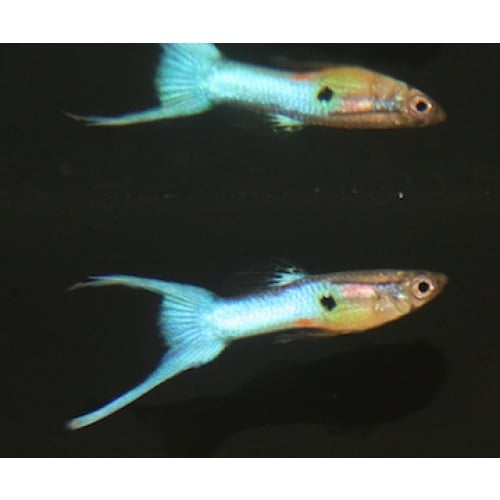Metallic Blue Japan Lyretail Guppies
