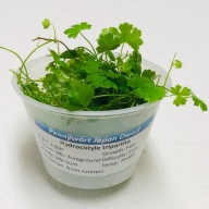 6 cups japan pennywort