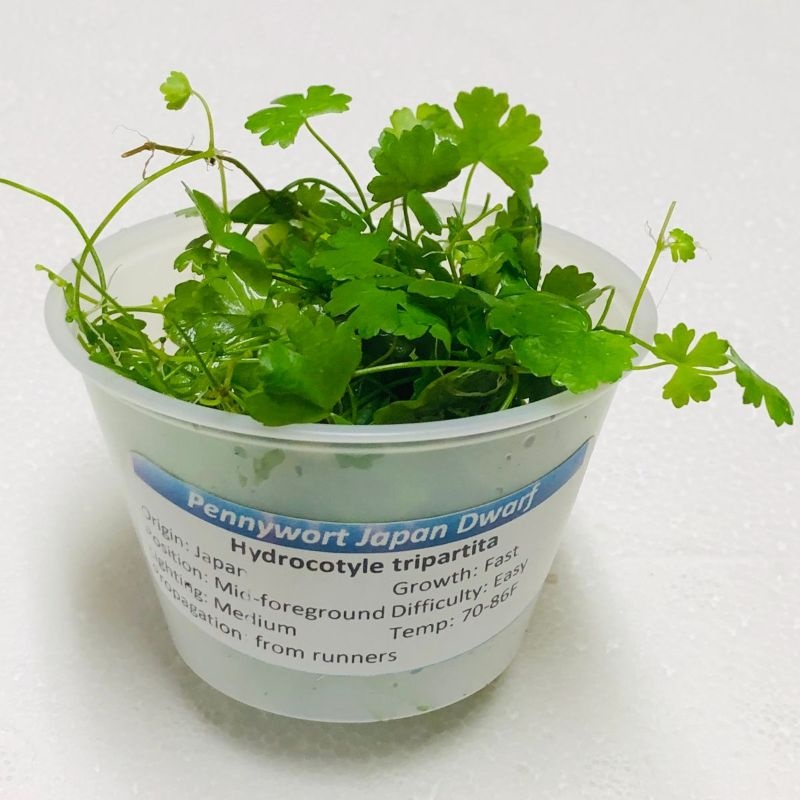 6 cups japan pennywort