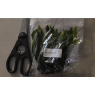 6 medium java ferns