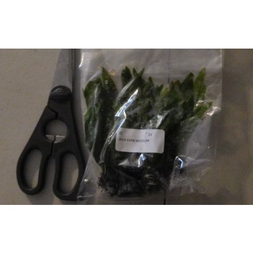 6 medium java ferns