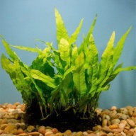 java fern mat