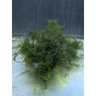 Java Moss