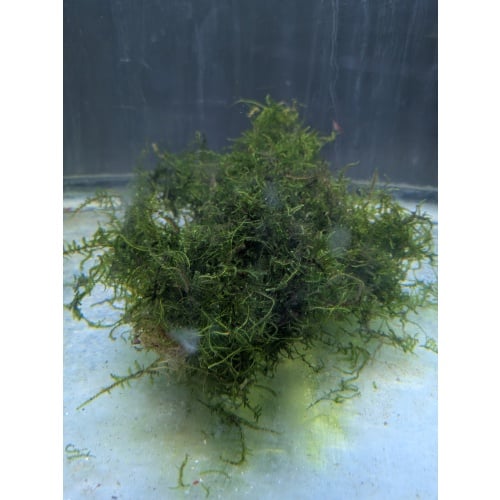 Java Moss