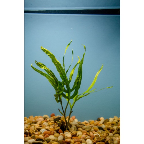 8 java trident ferns