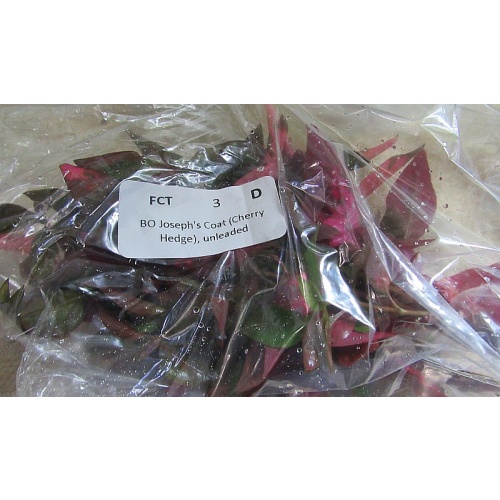 12 bunches joseph coat, cherry hedge