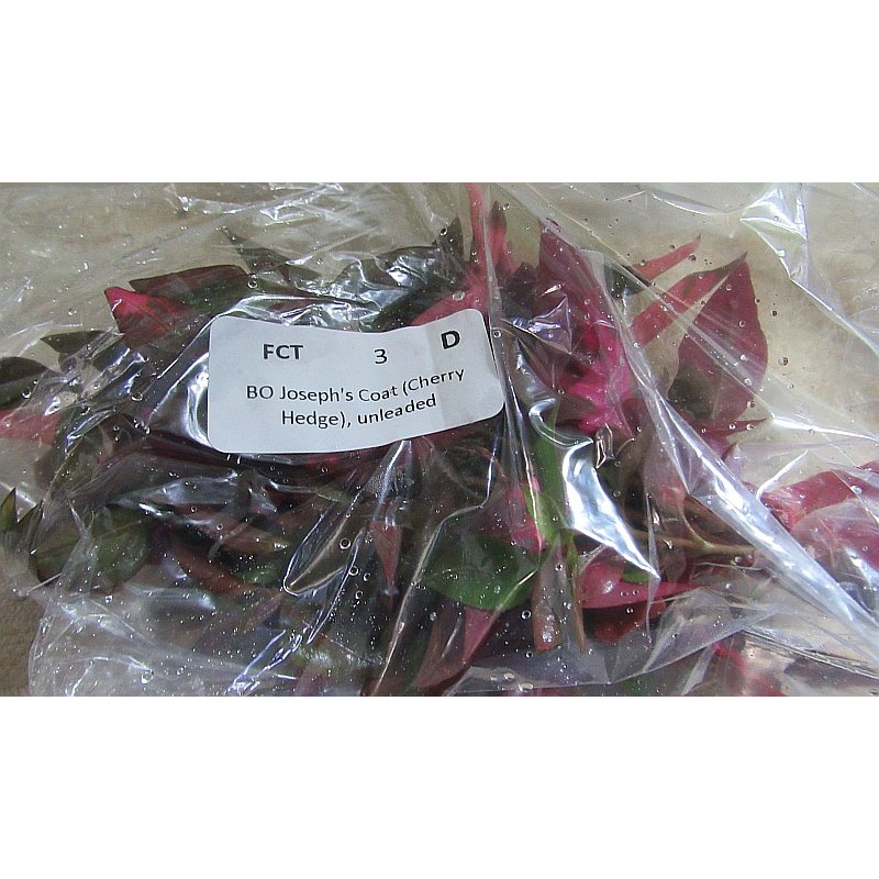 12 bunches joseph coat, cherry hedge