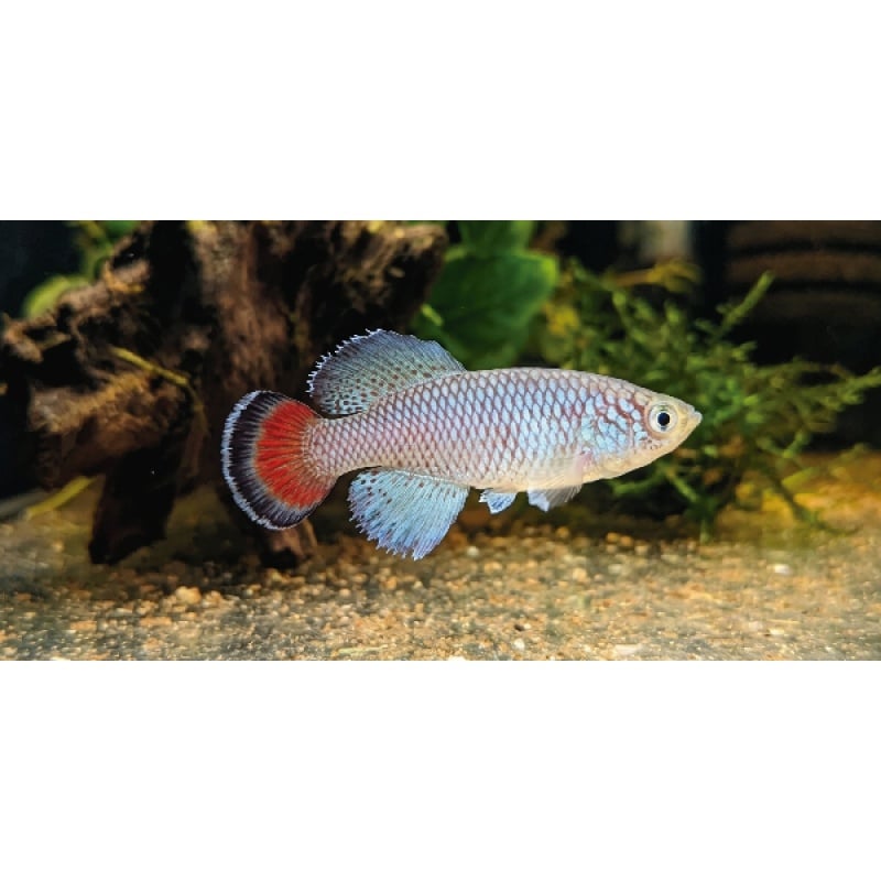 Nothobranchius - Jubbi 40+