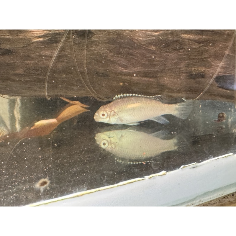 Kribensis juvies, 3 albino and 3 regular