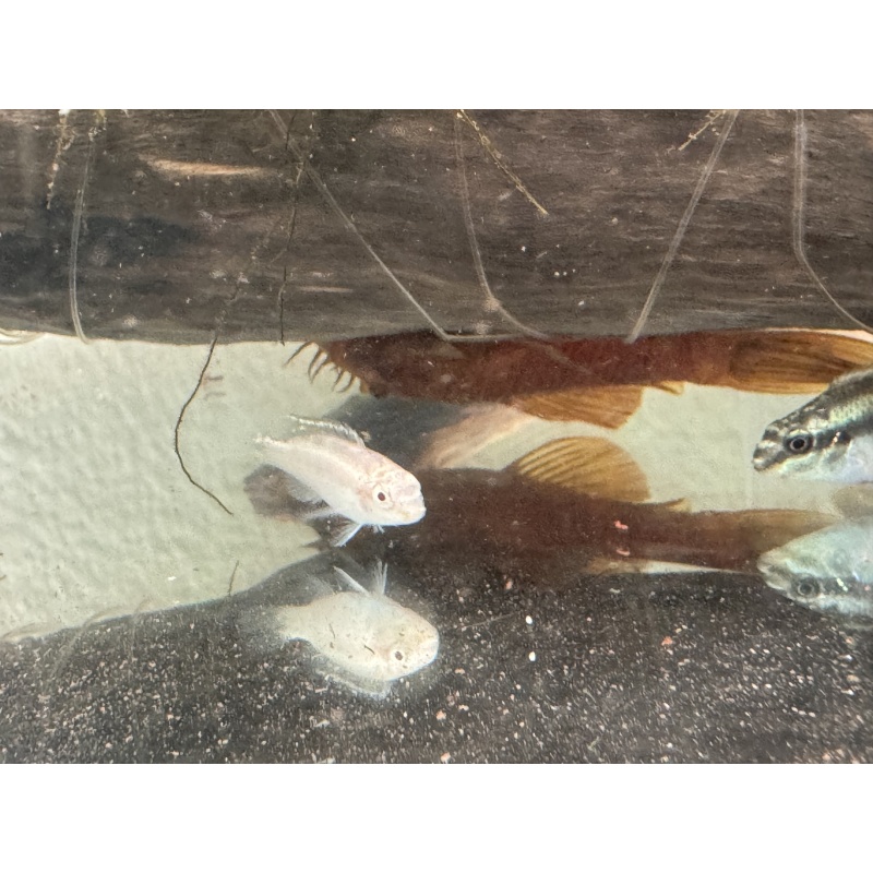 Kribensis juvies, 3 albino and 3 regular, FREE SHIPPING