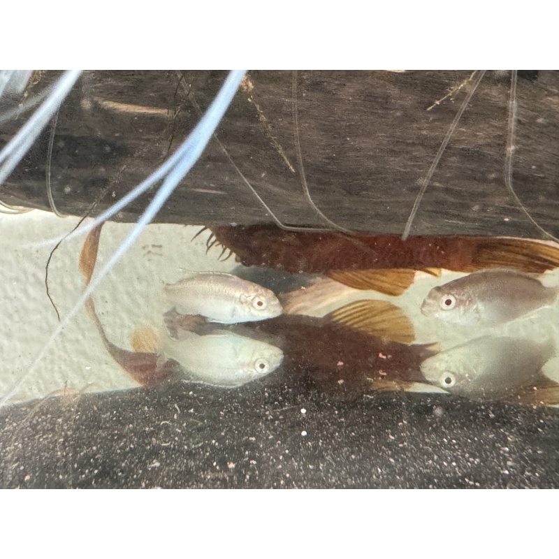 Kribensis juvies, 3 albino and 3 regular, FREE SHIPPING