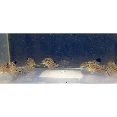 5 tank raised julii corys