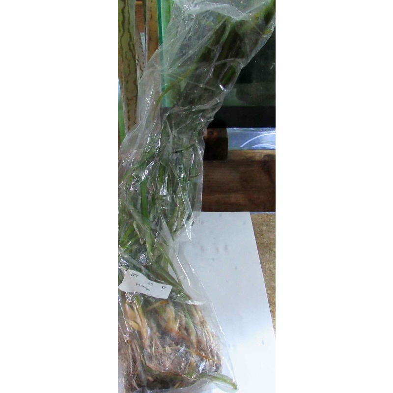 20 jungle val