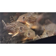 Sterbai Corydoras